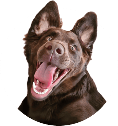 Super-Seat | Stoelen, Tafels en Barkrukken | Bruine hond met rechtopstaande oren kijkt blij naar de camera op witte achtergrond, vacht kort. | Horecameubilair