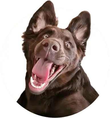 Super-Seat | Stoelen, Tafels en Barkrukken | Bruine hond met rechtopstaande oren kijkt blij naar de camera op witte achtergrond, vacht kort. | Horecameubilair